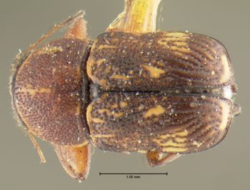Media type: image;   Entomology 24917 Aspect: habitus dorsal view